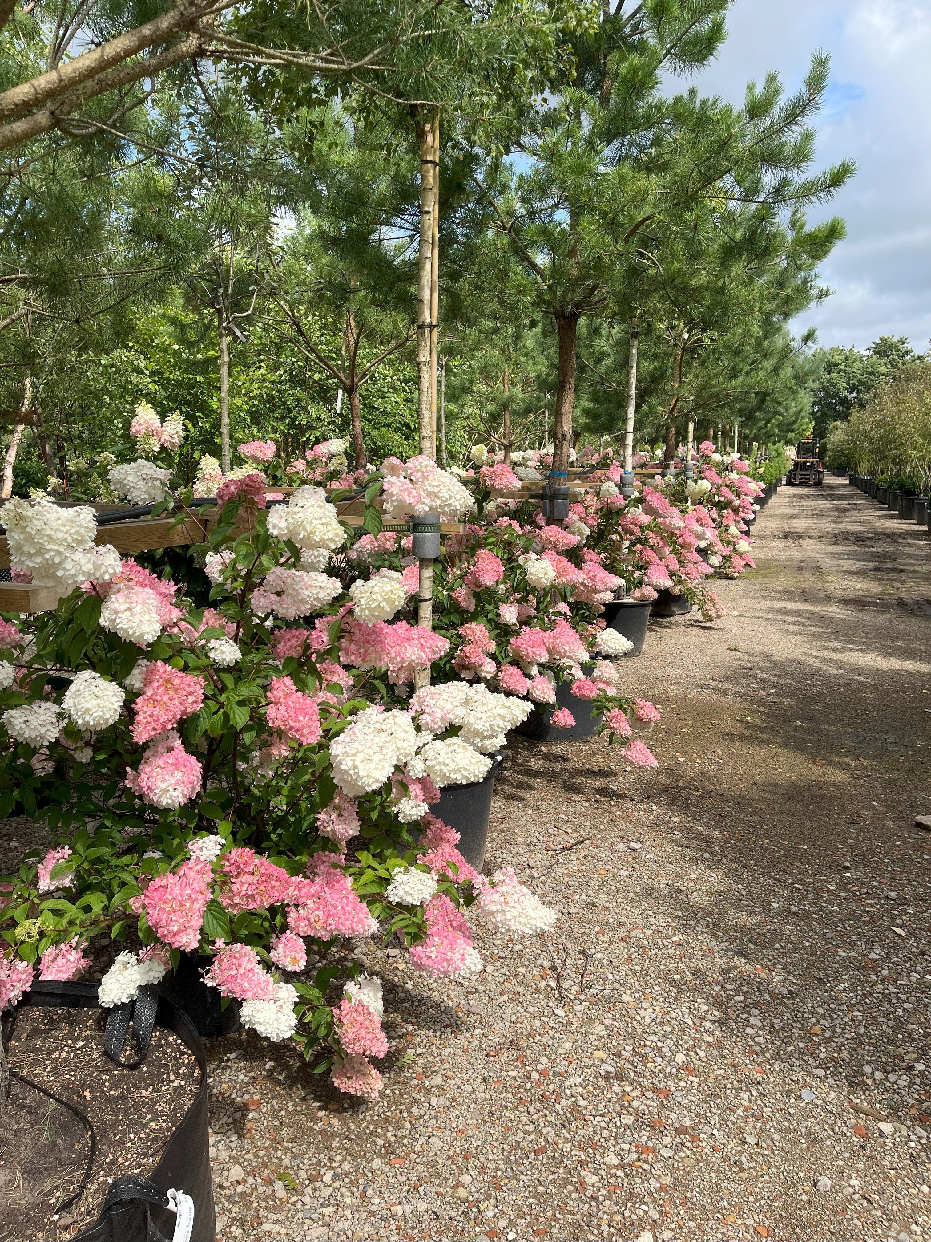 Stor og frodig Hydrangea paniculata Vanille Fraise syrenhortensia som busk fyldt med tofarvede, hvide og mørkerosa blomsterklaser.