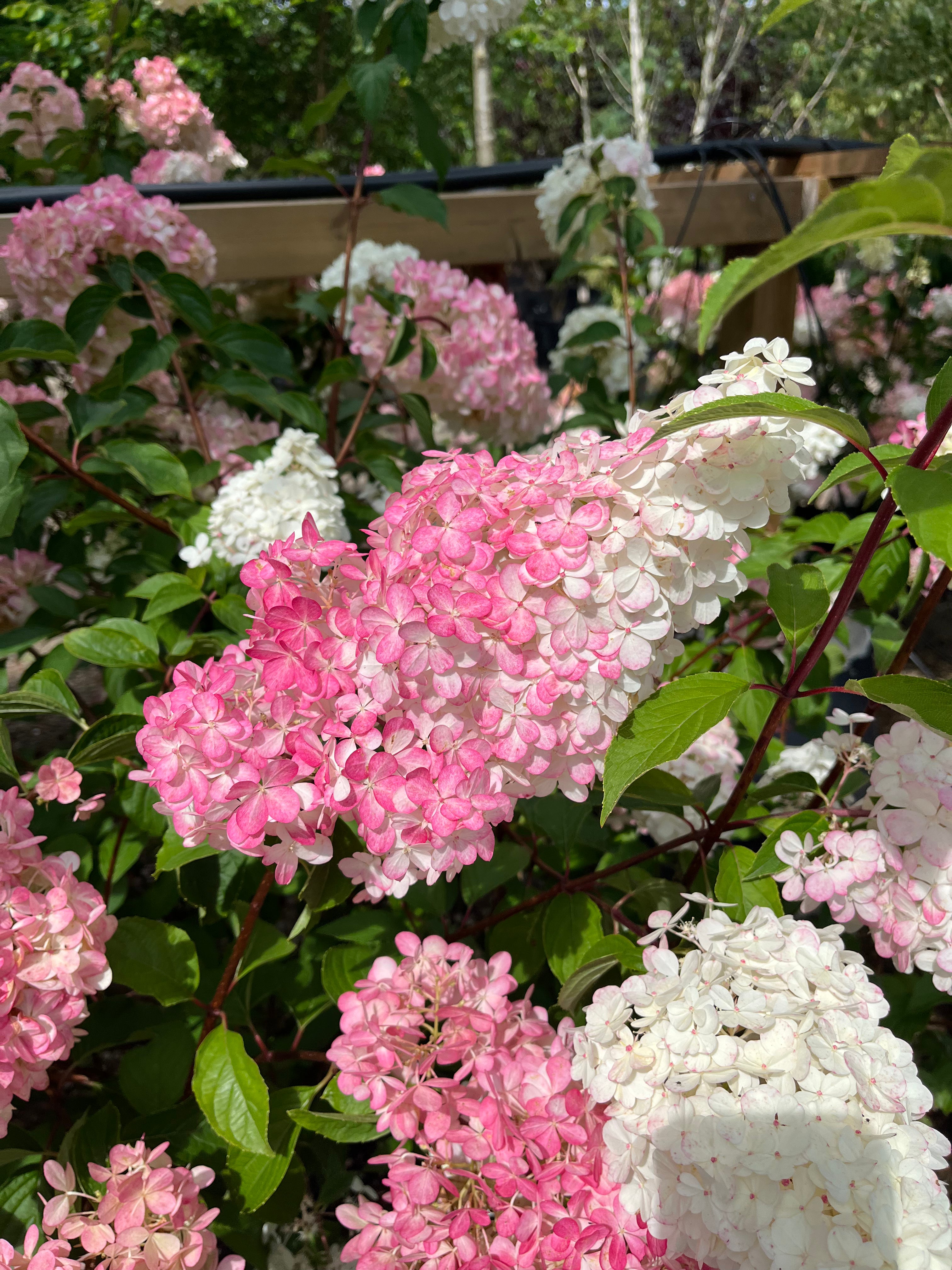 Store, kegleformede blomsterklaser på en 'Vanilla Fraise'-syrenhortensia, der viser det karakteristiske farveskift fra cremehvid i toppen til en smuk, jordbærrød nuance i bunden.
