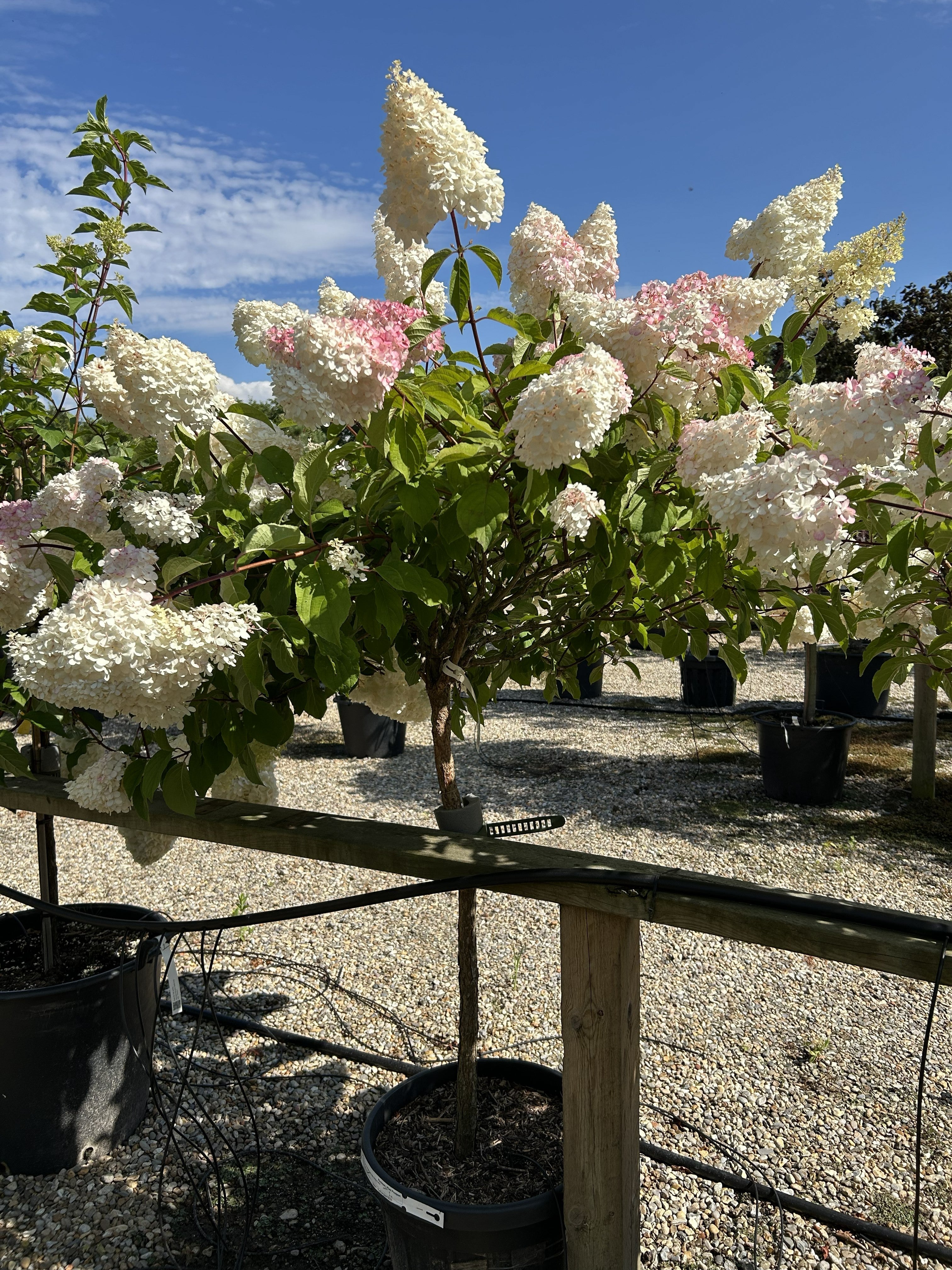 Opstammet Vanille Fraise syrenhortensia med en tæt, rund krone af store, hvide og rosa blomsterklaser på en bar stamme.