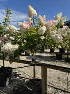 Opstammet Vanille Fraise syrenhortensia med en tæt, rund krone af store, hvide og rosa blomsterklaser på en bar stamme.