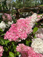 Store, kegleformede blomsterklaser på en 'Vanilla Fraise'-syrenhortensia, der viser det karakteristiske farveskift fra cremehvid i toppen til en smuk, jordbærrød nuance i bunden.