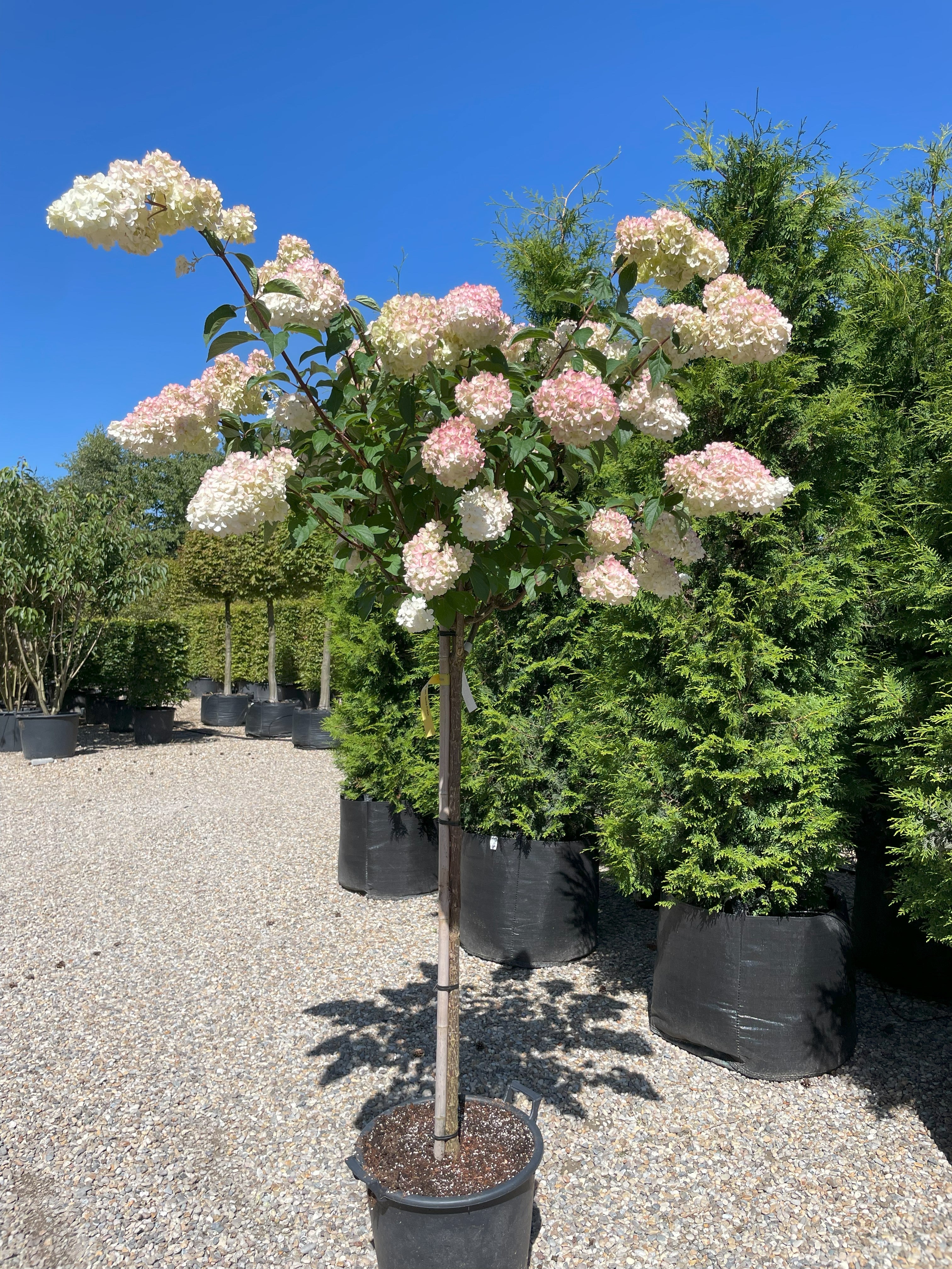 Opstammet syrenhortensia Vanilla Fraise med en bar stamme og en rund krone fyldt med store, tofarvede hvide og rosa blomsterklaser.