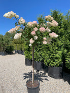 Opstammet syrenhortensia Vanilla Fraise med en bar stamme og en rund krone fyldt med store, tofarvede hvide og rosa blomsterklaser.