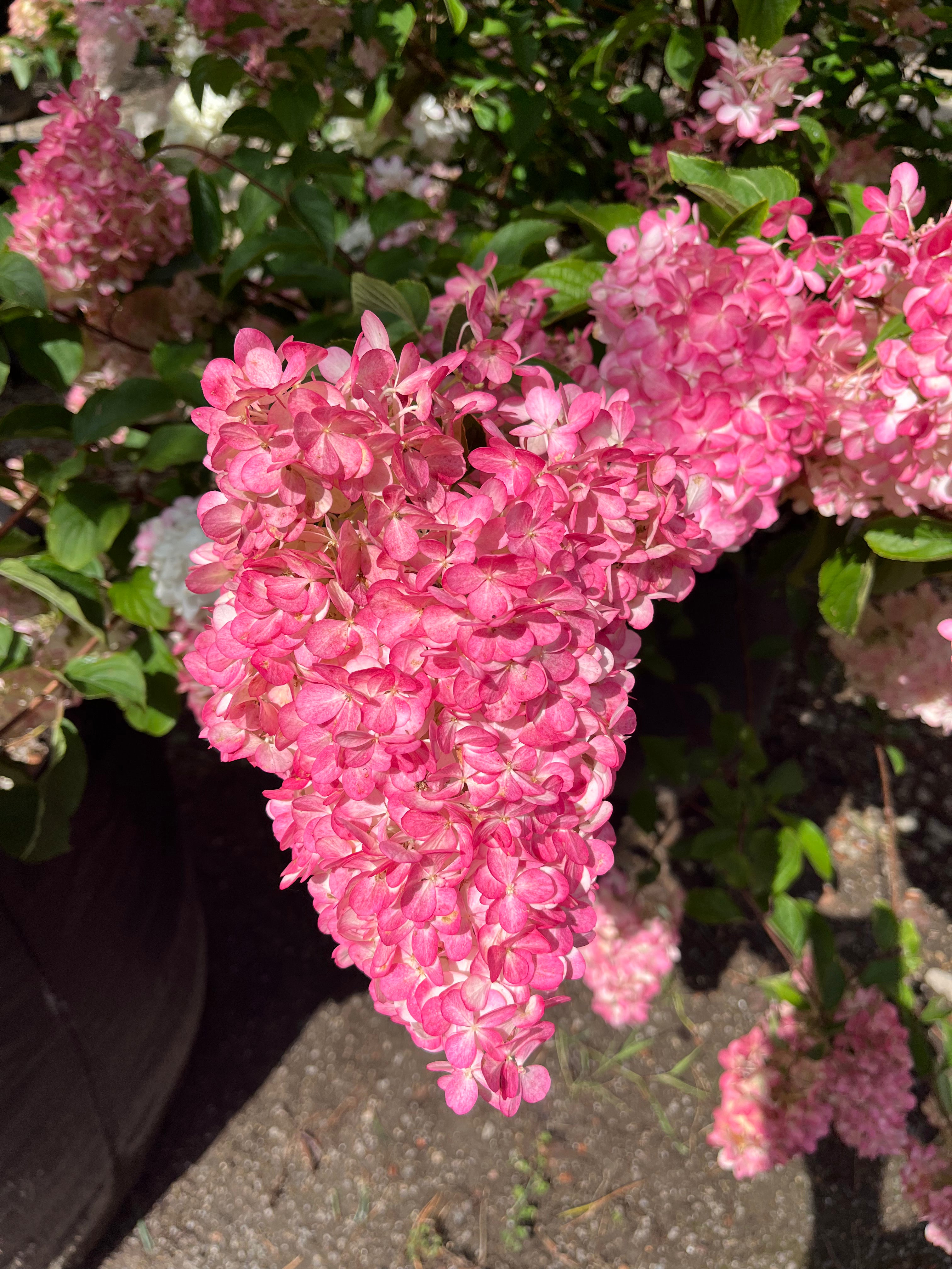 'Vanilla Fraise'-syrenhortensia i sensommeren, hvor de store, kegleformede blomsterklaser har taget farve og står i fuldt flor i en intens og ensartet lyserød nuance.