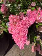 'Vanilla Fraise'-syrenhortensia i sensommeren, hvor de store, kegleformede blomsterklaser har taget farve og står i fuldt flor i en intens og ensartet lyserød nuance.