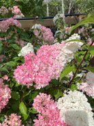 Stor, kegleformet blomst på en Vanille Fraise syrenhortensia, der skifter farve fra cremehvid i toppen til dyb jordbærrød i bunden.