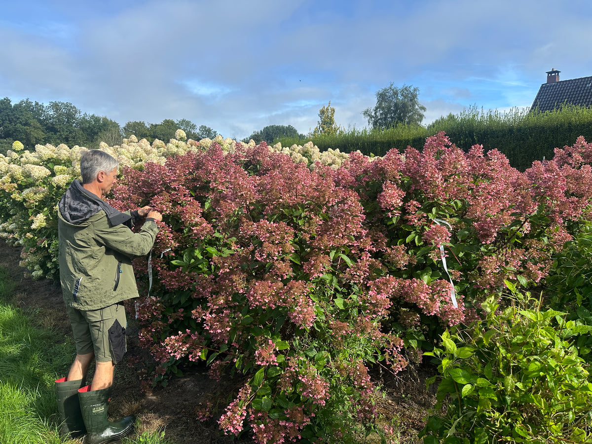 Syrenhortensia busk med lyserøde blomster.