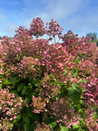 Multistammet syrenhortensia med lyserøde, kegleformede blomsterklaser.