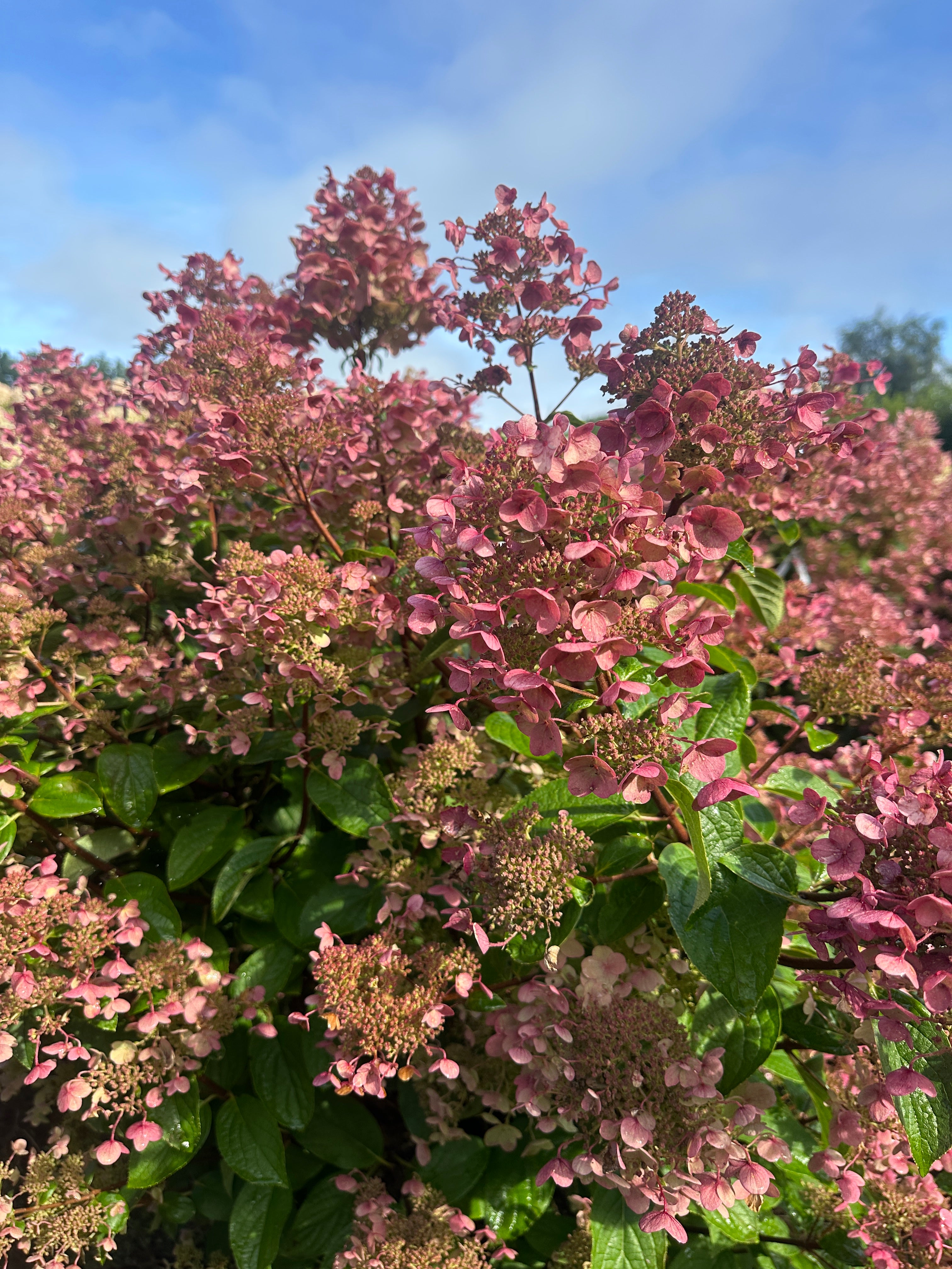 Multistammet syrenhortensia med lyserøde, kegleformede blomsterklaser.