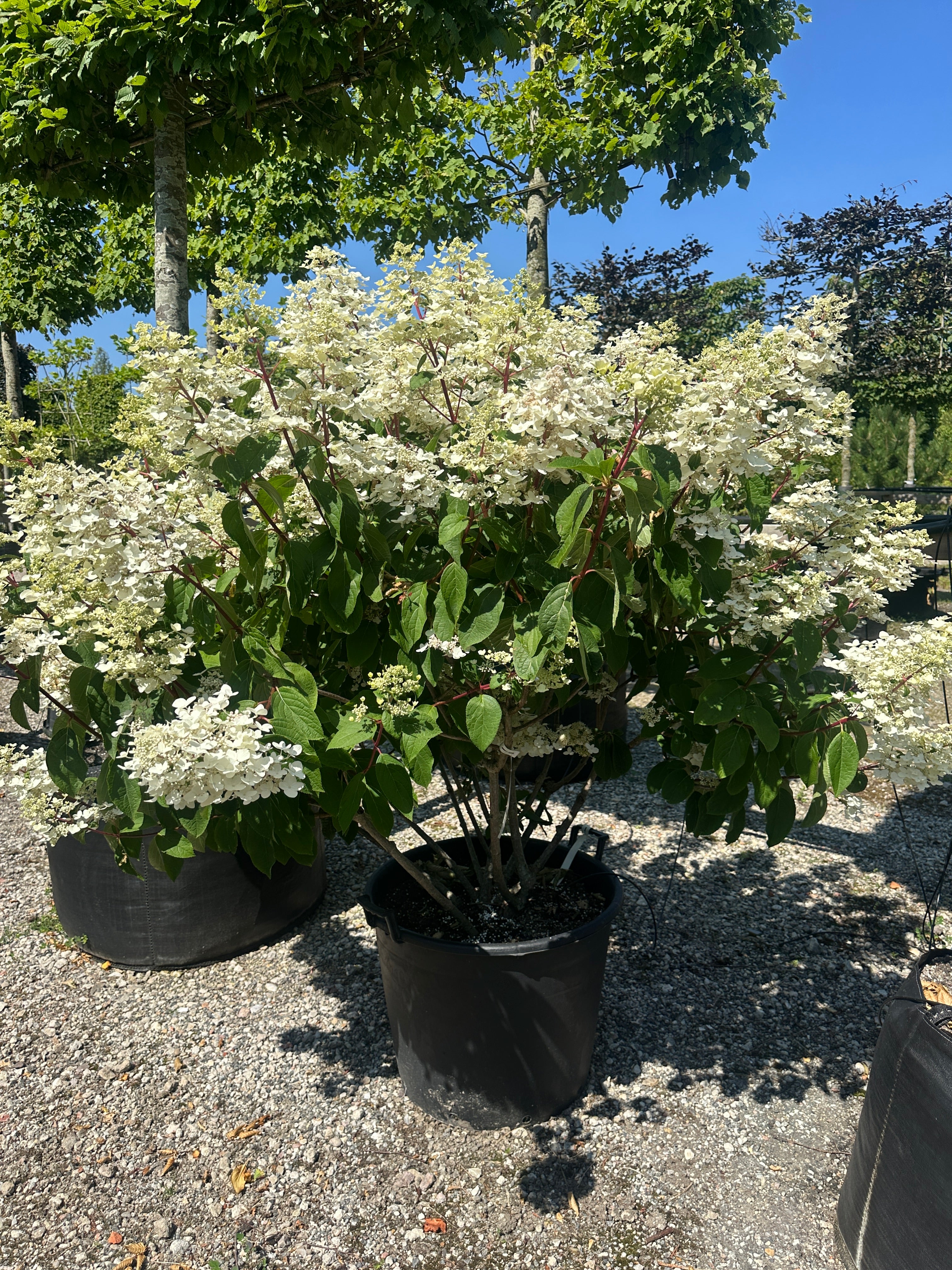 Multistammet syrenhortensia med cremehvide, kegleformede blomsterklaser.