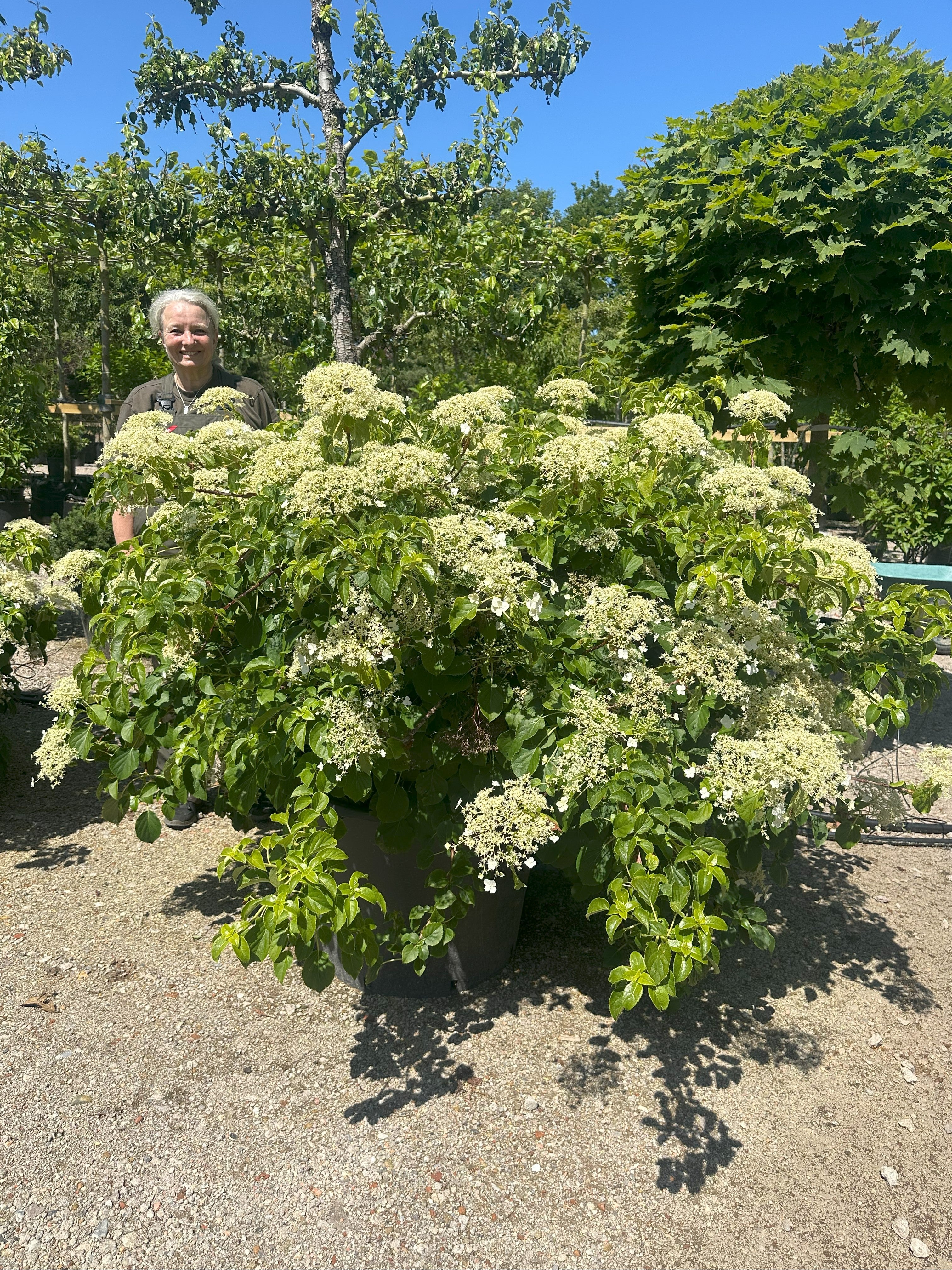 Kugleformet 'Hydrangea petiolaris' i sommermånederne, hvor den tætte, runde plante er dækket af store, flade, flødehvide skærmblomster i fuld blomstring.