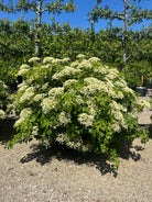 Kugleformet 'Hydrangea petiolaris' i sommermånederne, hvor den tætte, runde plante er dækket af store, flade, flødehvide skærmblomster i fuld blomstring.