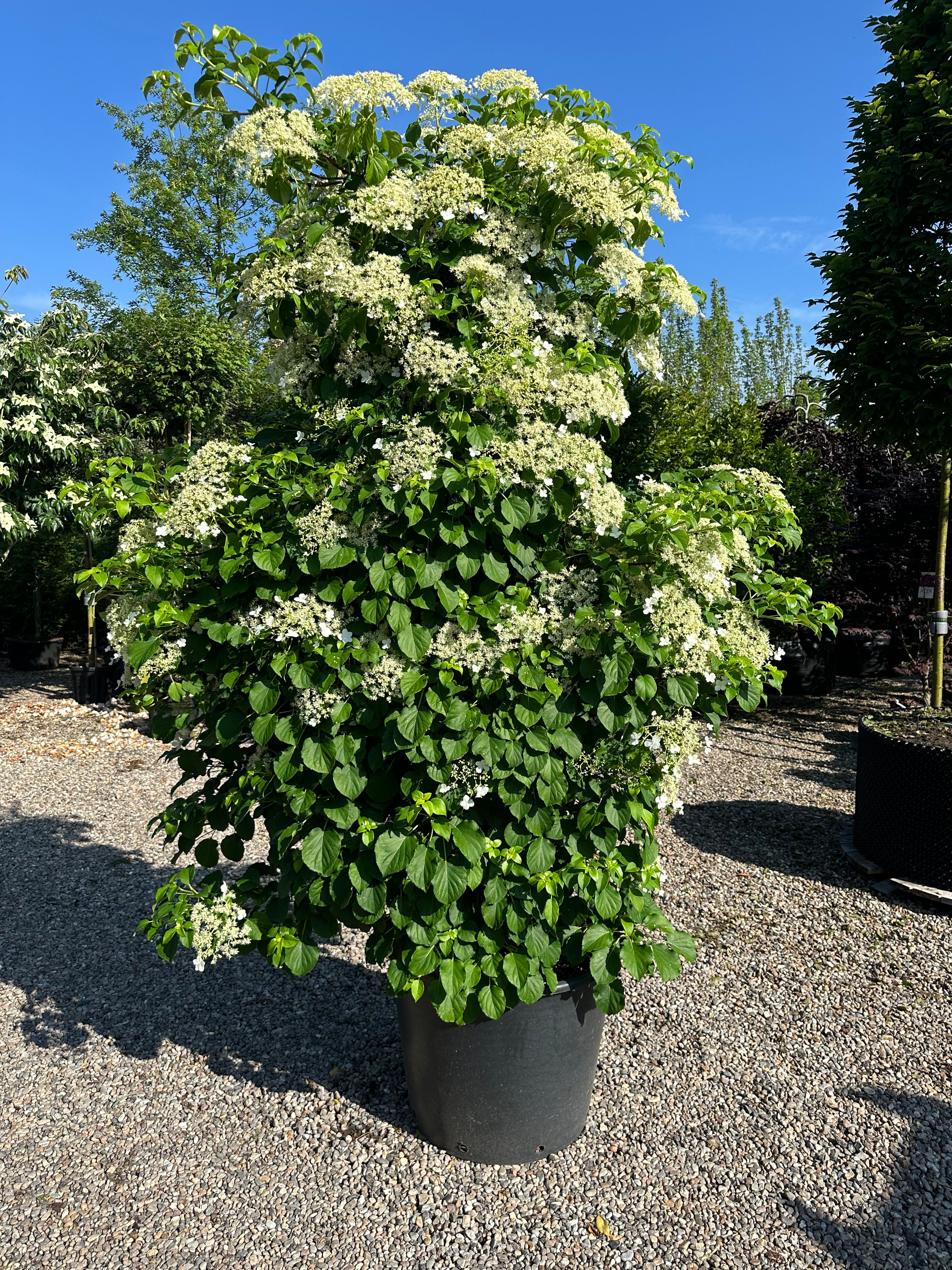 Søjleformet 'Hydrangea petiolaris' i sommerperioden, hvor den høje, oprette plante er dækket af store, flade, flødehvide skærmblomster mod en baggrund af friske, grønne blade.