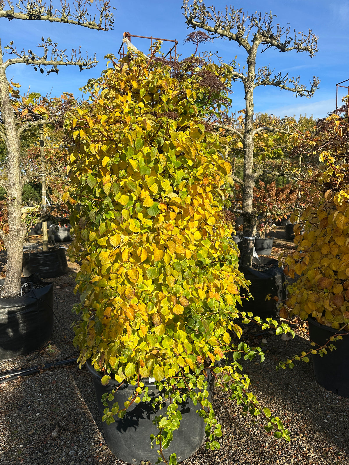 Søjleformet 'Hydrangea petiolaris' i efteråret, hvor de tætte, oprette blade har skiftet farve og står med et flot, lysende gyldent og gult skær.