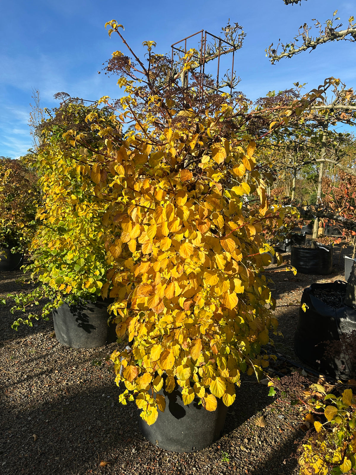 Søjleformet 'Hydrangea petiolaris' i efteråret, hvor de tætte, oprette blade har skiftet farve og står med et flot, lysende gyldent og gult skær.