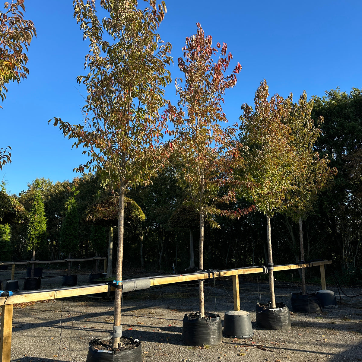 Prunus serrulata Sunset boulevard - Japansk kirsebær - Opstammet – Jysk ...