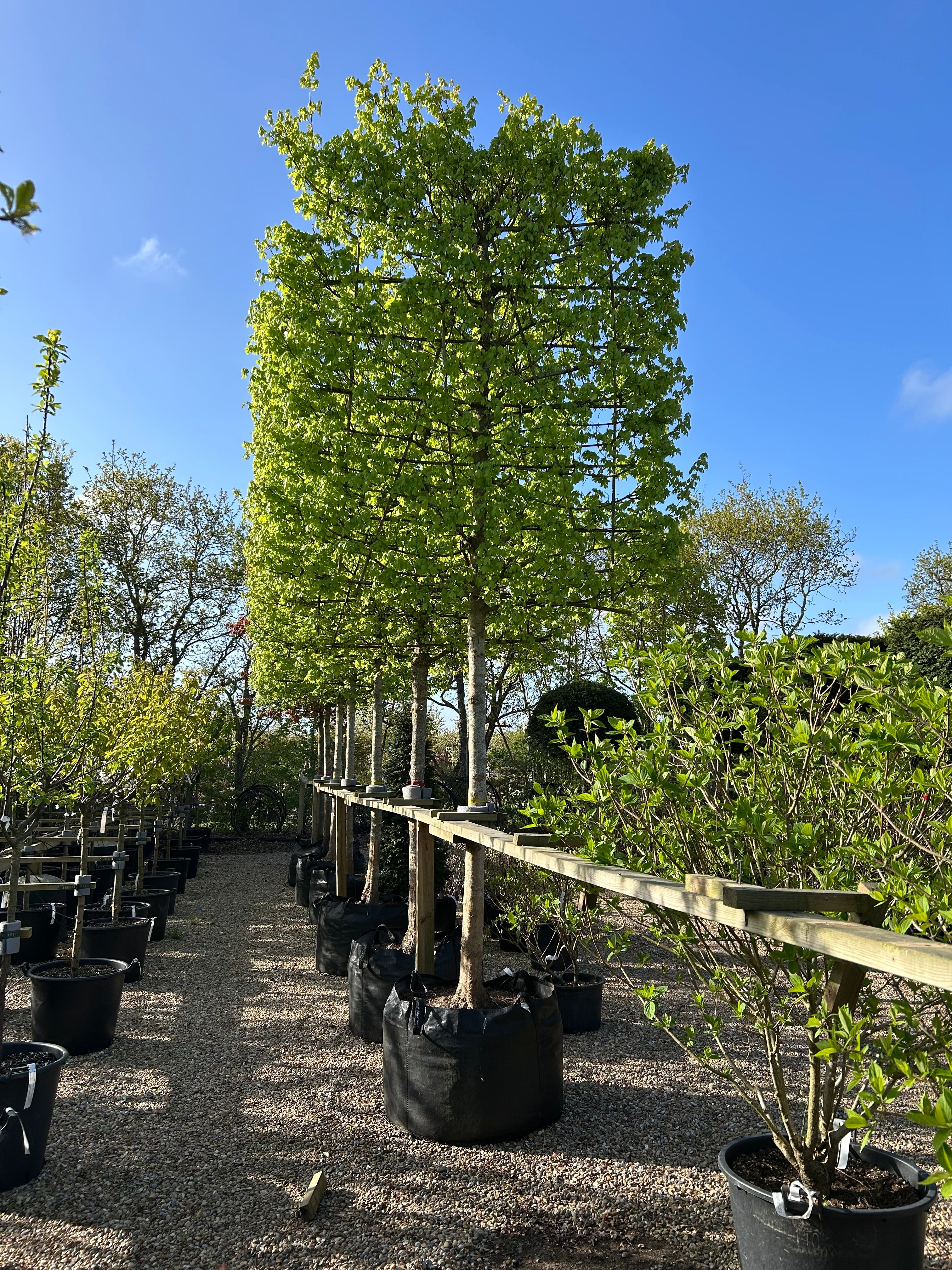 Acer campestre Naur svævende hæk i potter under blå himmel, klar til udplantning.