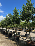Opstammet kristtorn, Ilex 'Nellie Stevens', med en tæt, rund krone af mørkegrønne blade.