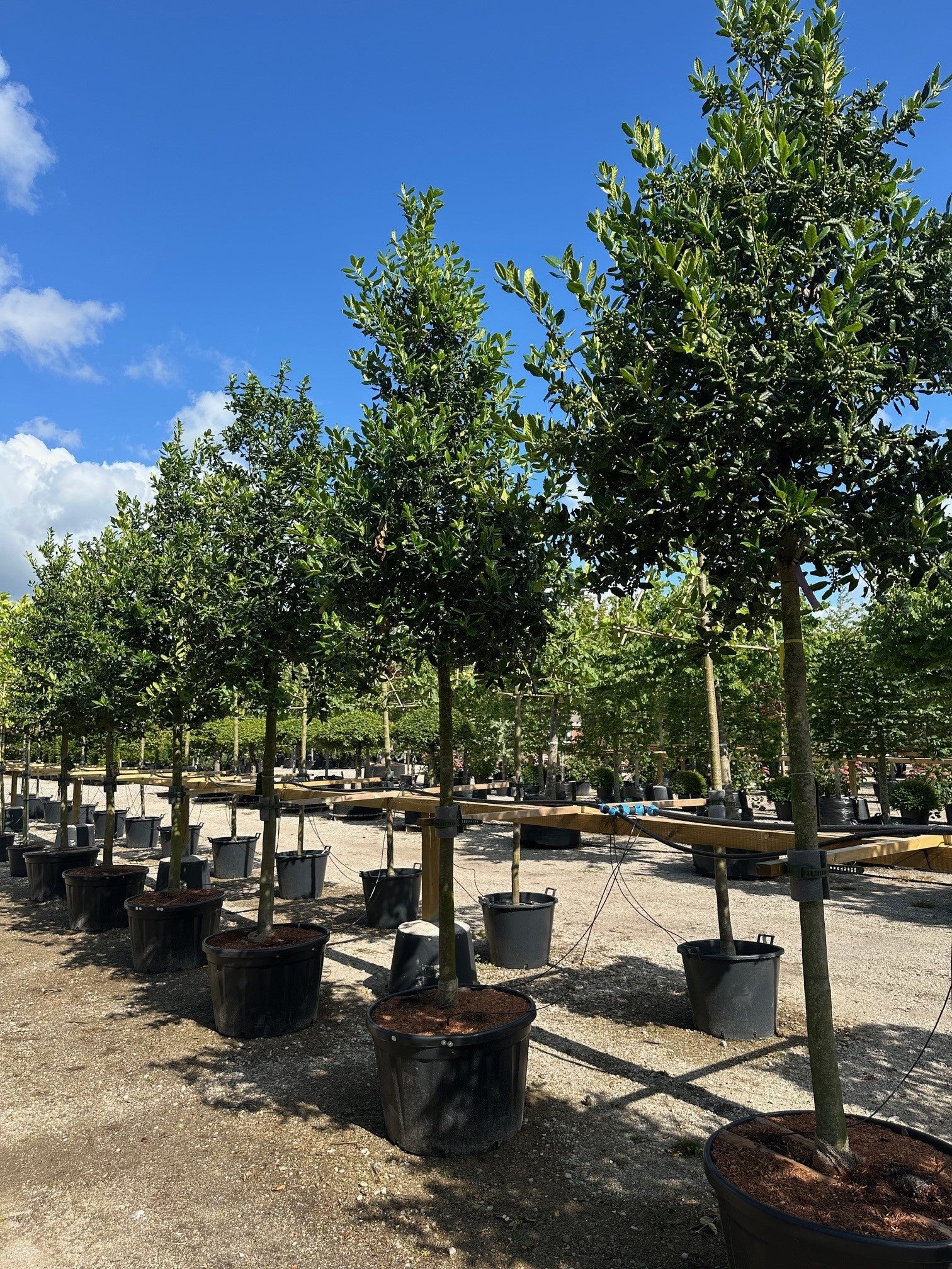 Opstammet kristtorn, Ilex 'Nellie Stevens', med en tæt, rund krone af mørkegrønne blade.