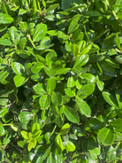 Tæt, stedsegrøn Ilex crenata Caroline Upright japansk kristtorn, der minder om buksbom.