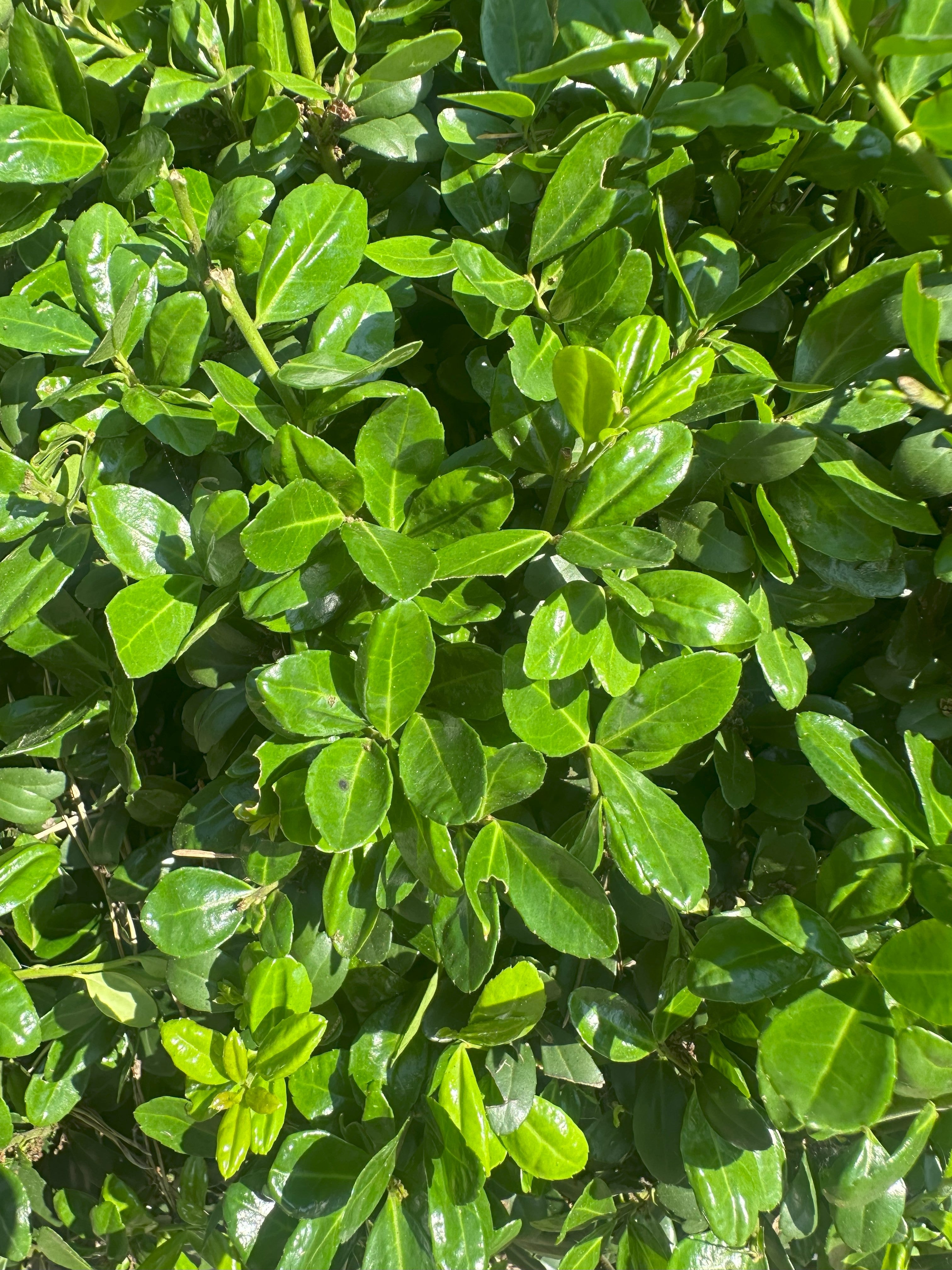 Tæt, stedsegrøn Ilex crenata Caroline Upright japansk kristtorn, der minder om buksbom.