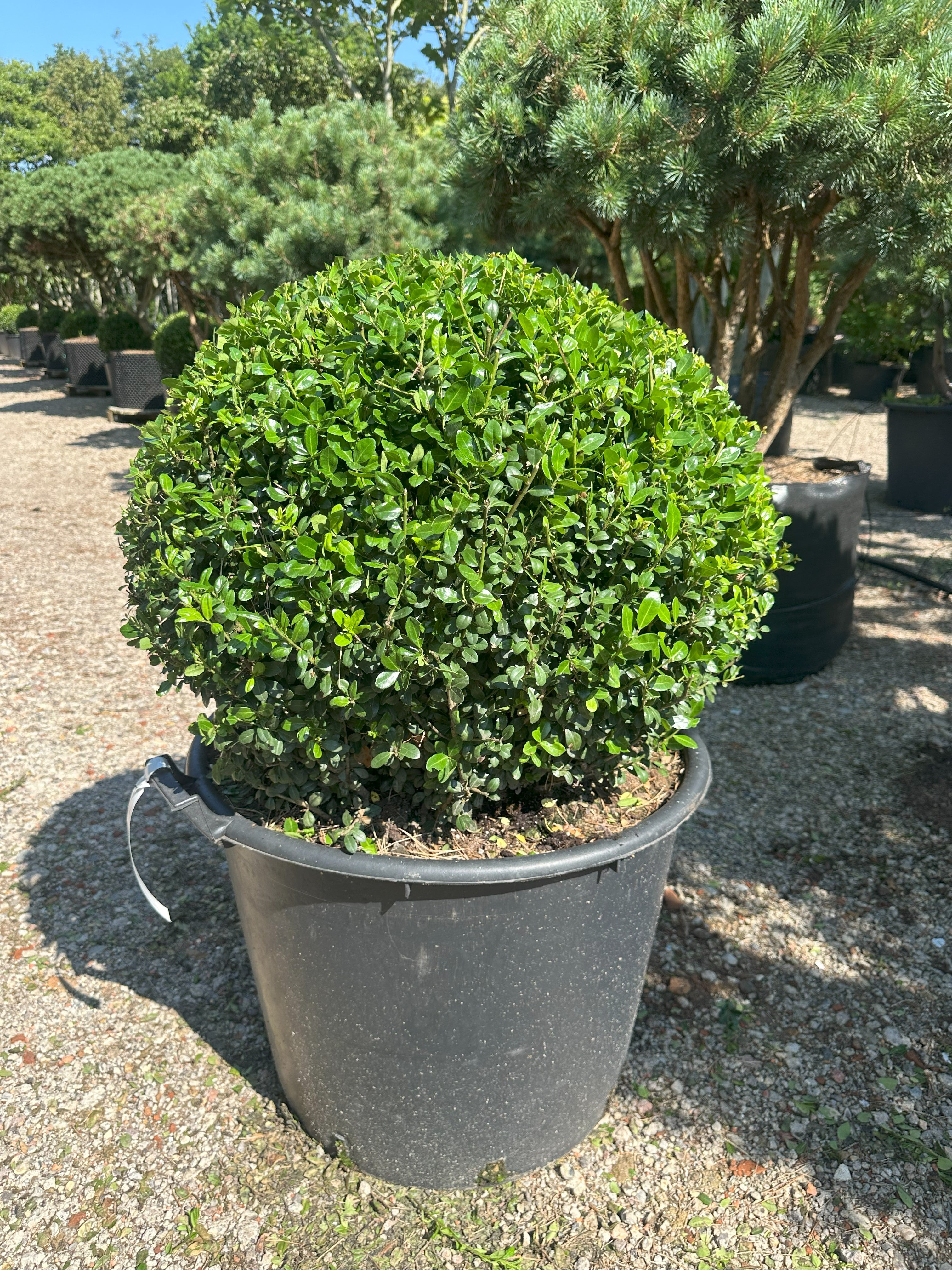 Tæt, stedsegrøn og kuglerund Ilex crenata Caroline Upright japansk kristtorn, der minder om buksbom.