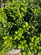 Smukke blade på Ilex crenata Convexa, bonsaiklippet japansk kristtorn, let buet blade med blank bladoverflade. 