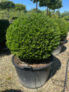 Kugleformet japansk kristtorn af sorten Ilex crenata Glorie Gem. En tæt, mørkegrøn plantekugle.