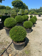 Kugleklippet japansk kristtorn, Ilex crenata 'Glorie Gem', med en tæt, rund form og små, stedsegrønne blanke blade.