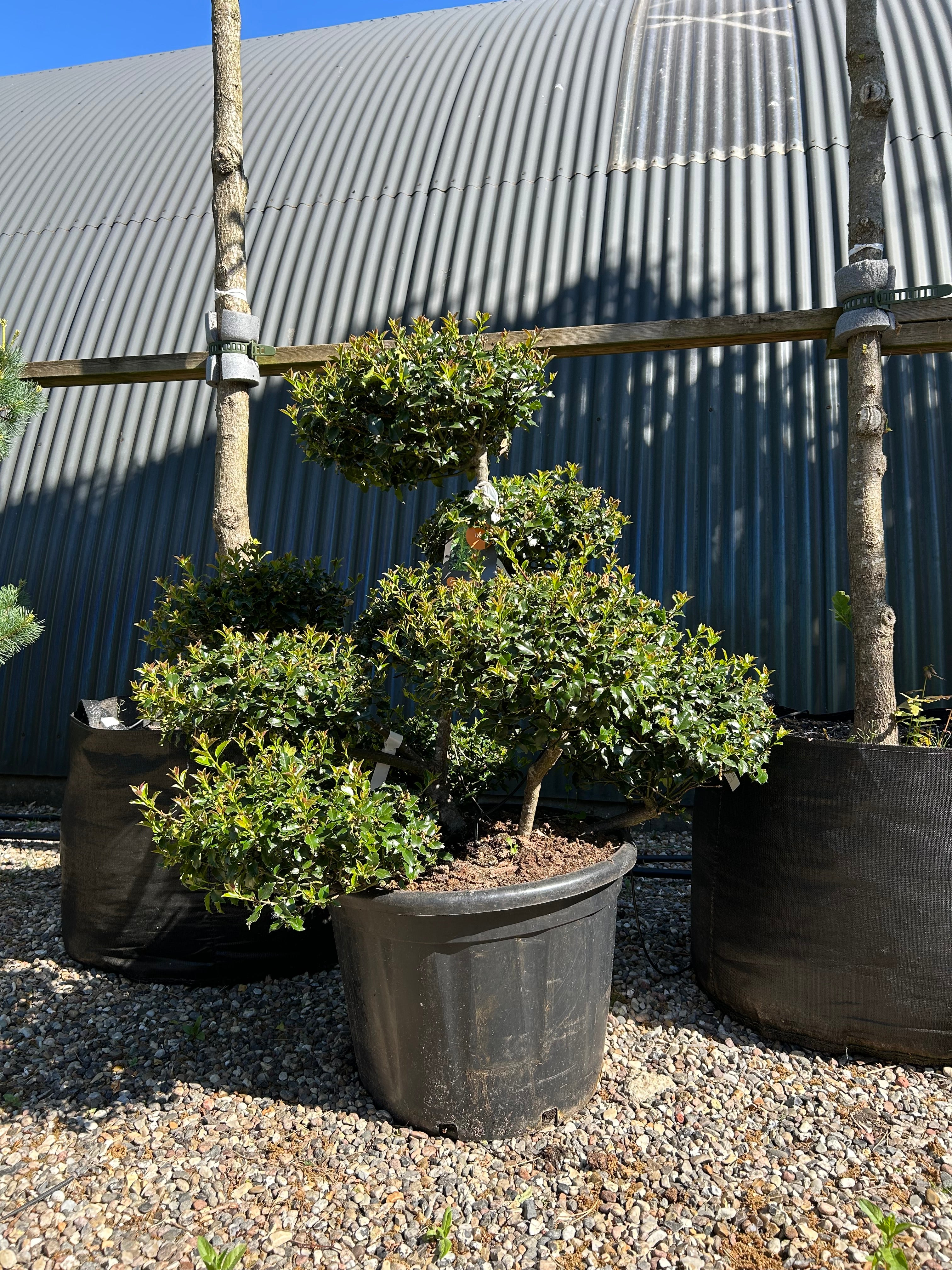 Skulpturel og stedsegrøn 'Blue Princess' kristtorn formet som en elegant havebonsai.