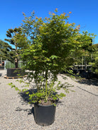 Skulpturel Japansk ahorn, Acer palmatum, flot grensætning og blade.