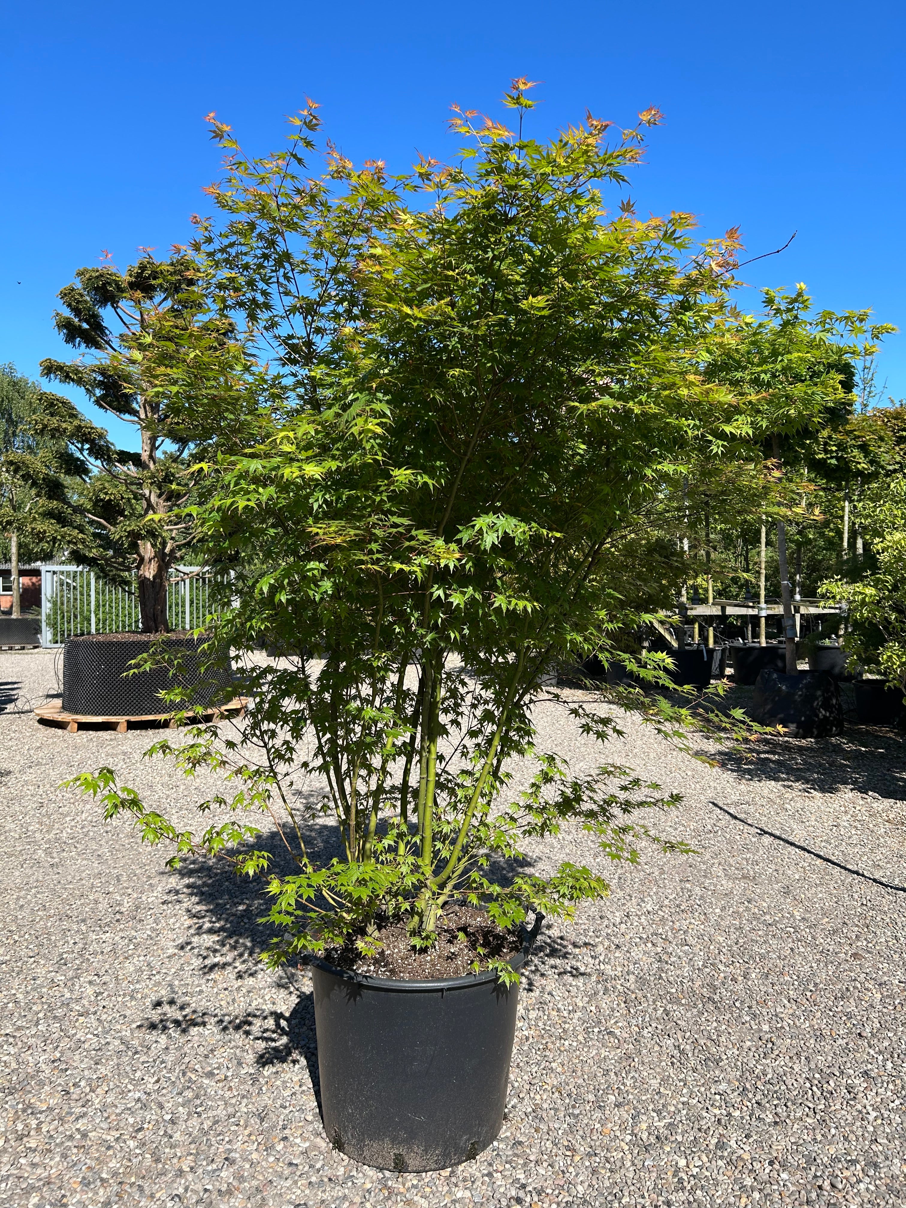 Skulpturel Japansk ahorn, Acer palmatum, flot grensætning og blade.