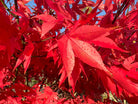 Høstfarven på Japansk ahorn blade, Acer palmatum Osakazuki 