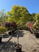 Grøn fligbladet japansk ahorn, Acer palmatum Dissectum, med tæt vækst og fint indskårne, fjerlette blade.