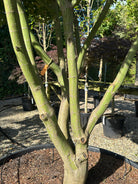 Kraftige stammer på Acer palmatum Osakazuki, japansk ahorn. 