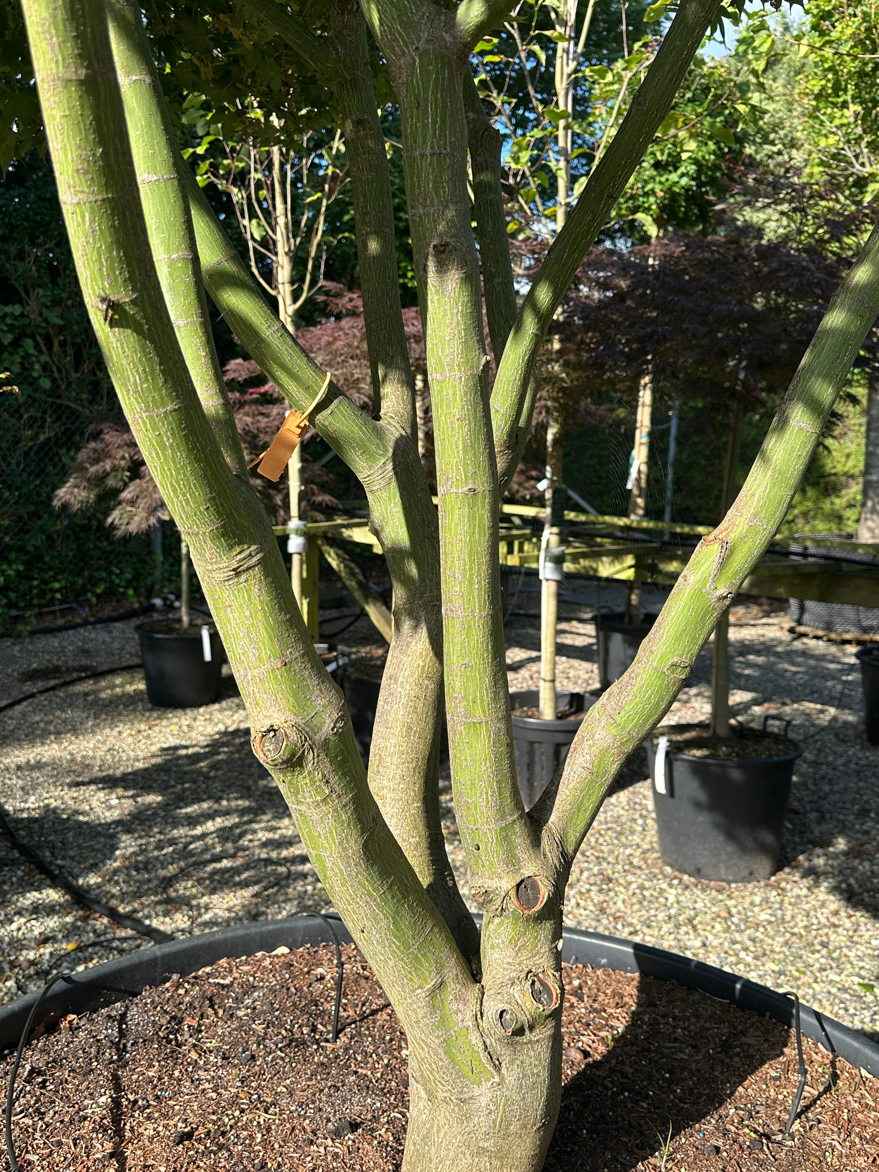 Kraftige stammer på Acer palmatum Osakazuki, japansk ahorn. 