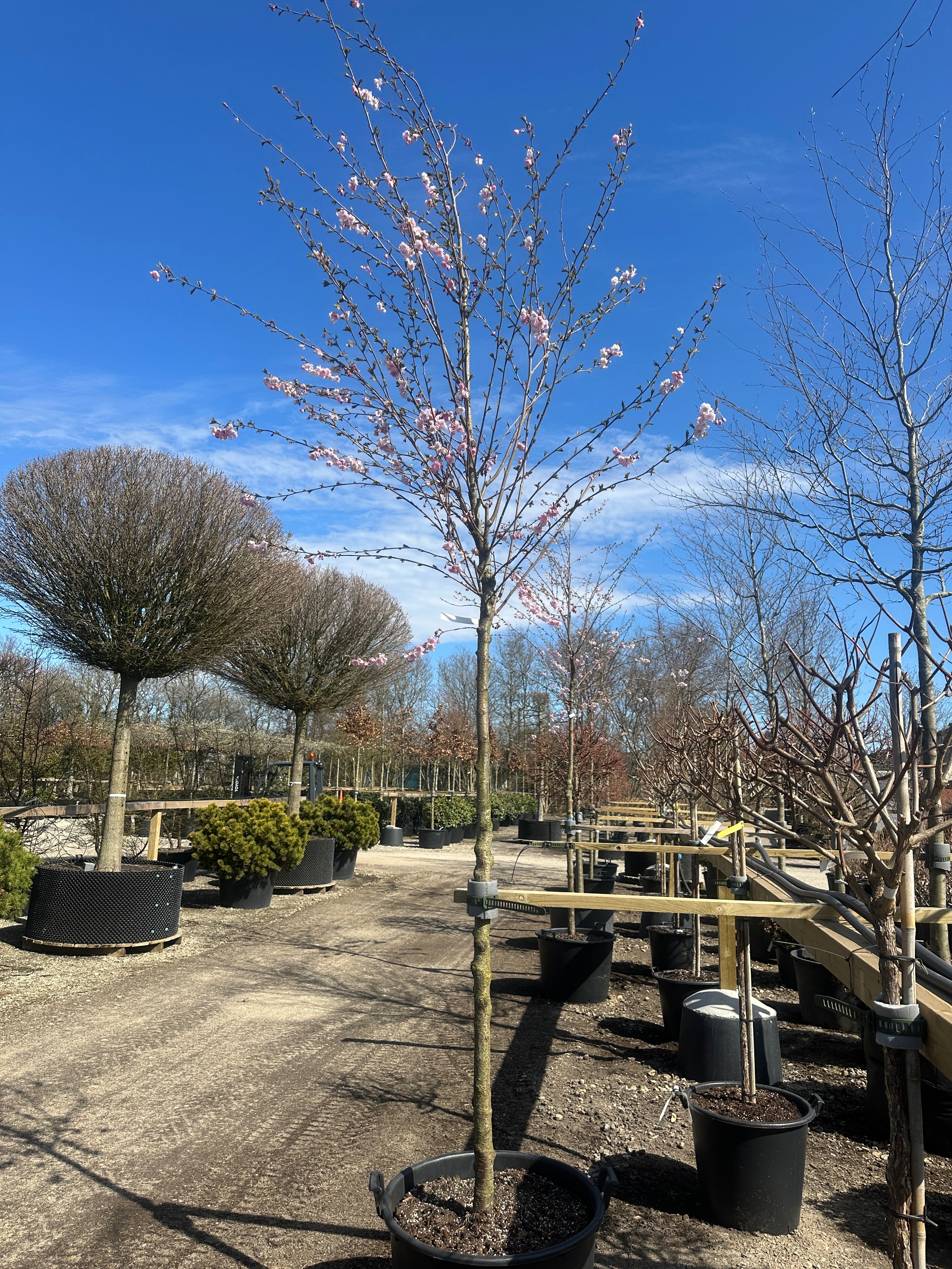 Prunus Accolade