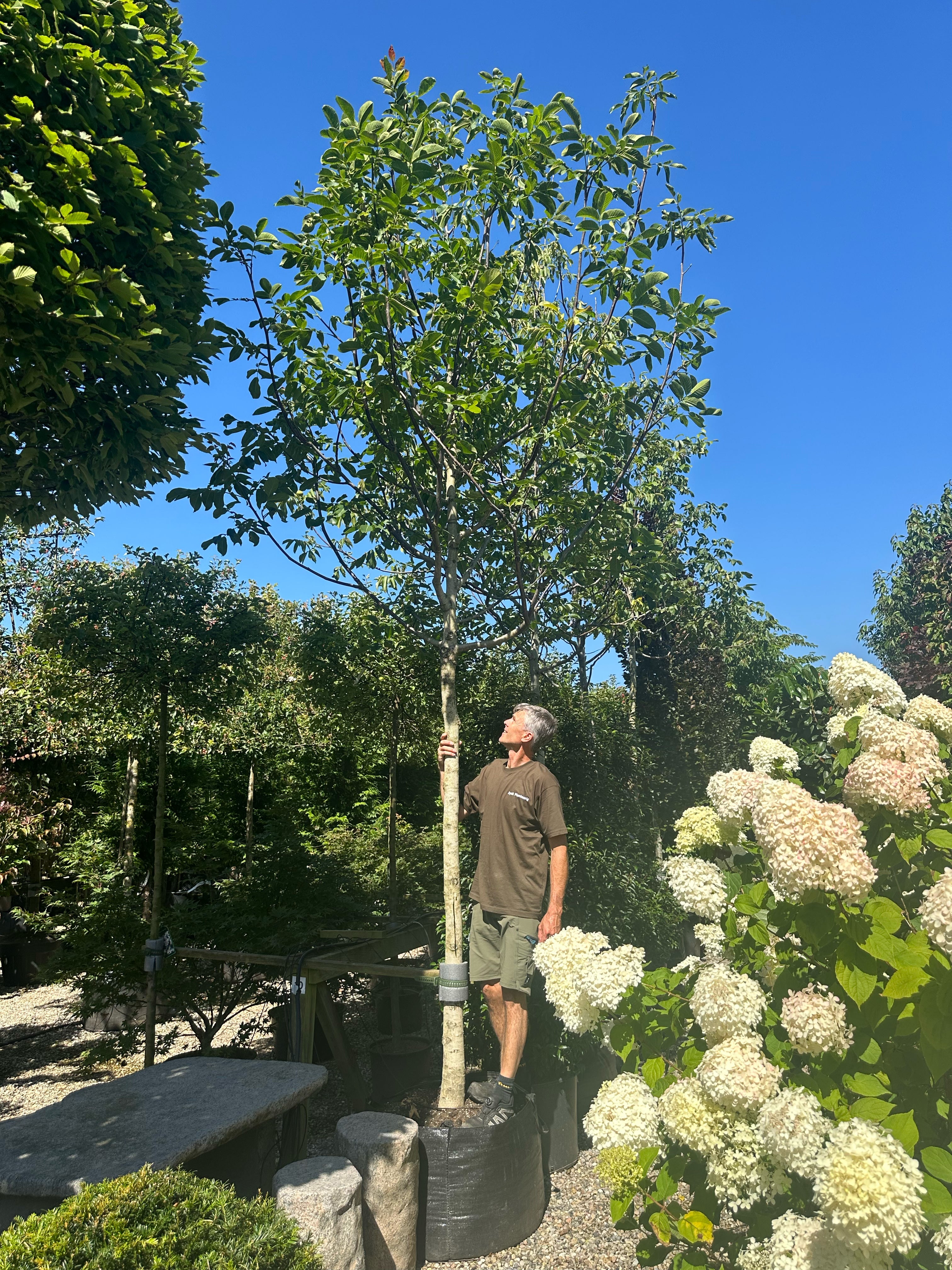 'Juglans regia'-valnøddetræ, hvor den tætte, kraftige og velformede runde krone er dækket af store, friske grønne blade midt på sommeren.