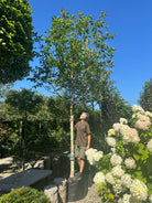 'Juglans regia'-valnøddetræ, hvor den tætte, kraftige og velformede runde krone er dækket af store, friske grønne blade midt på sommeren.
