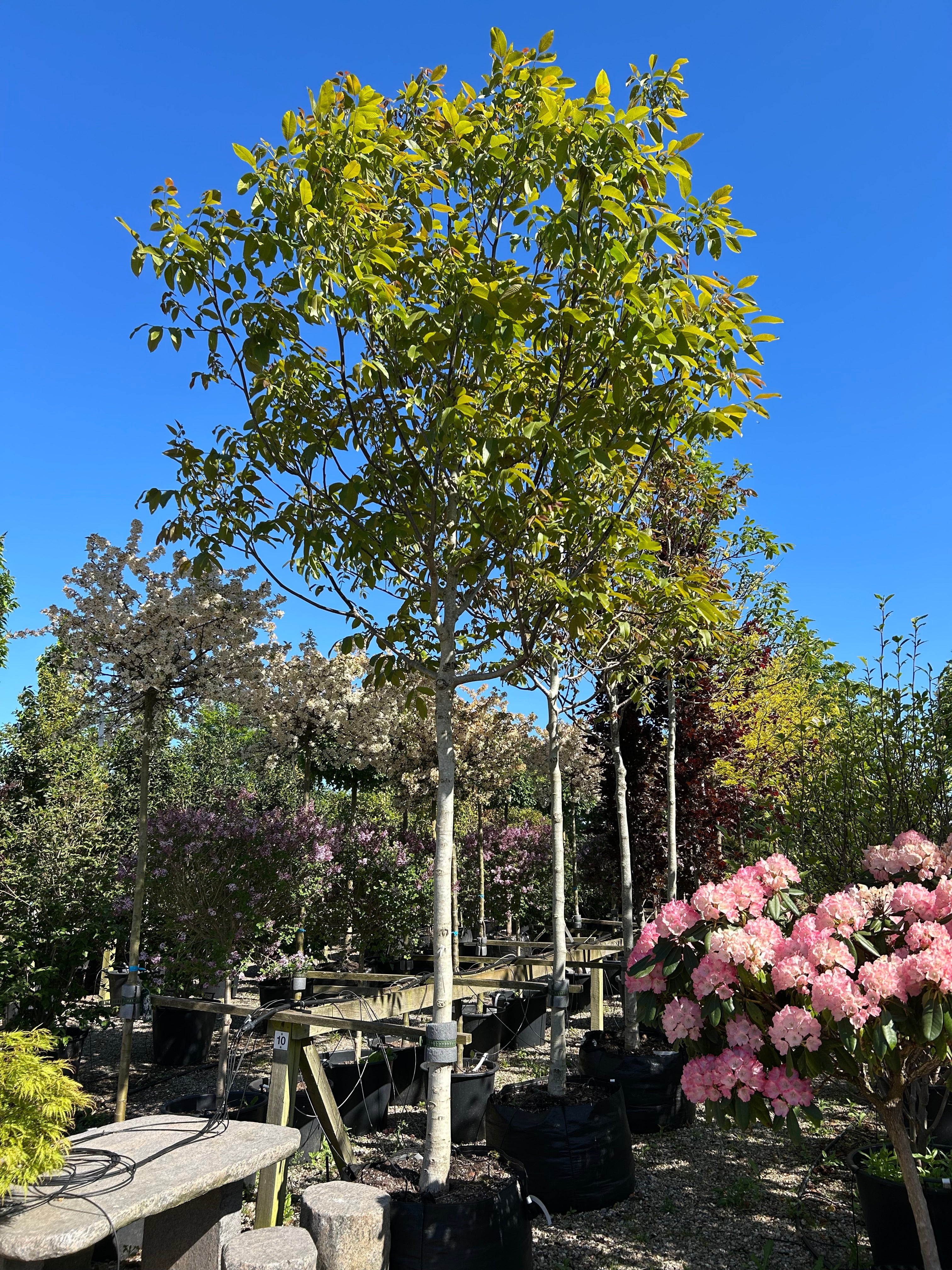 'Juglans regia'-valnøddetræ, hvor den tætte, kraftige og velformede runde krone er dækket af store, friske grønne blade midt på sommeren.