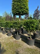 Kasseklippet 'Fagus sylvatica'-bøgetræ, hvor de skinnende, dybgrønne blade danner en tæt, glat og skarpt defineret kubisk overflade.