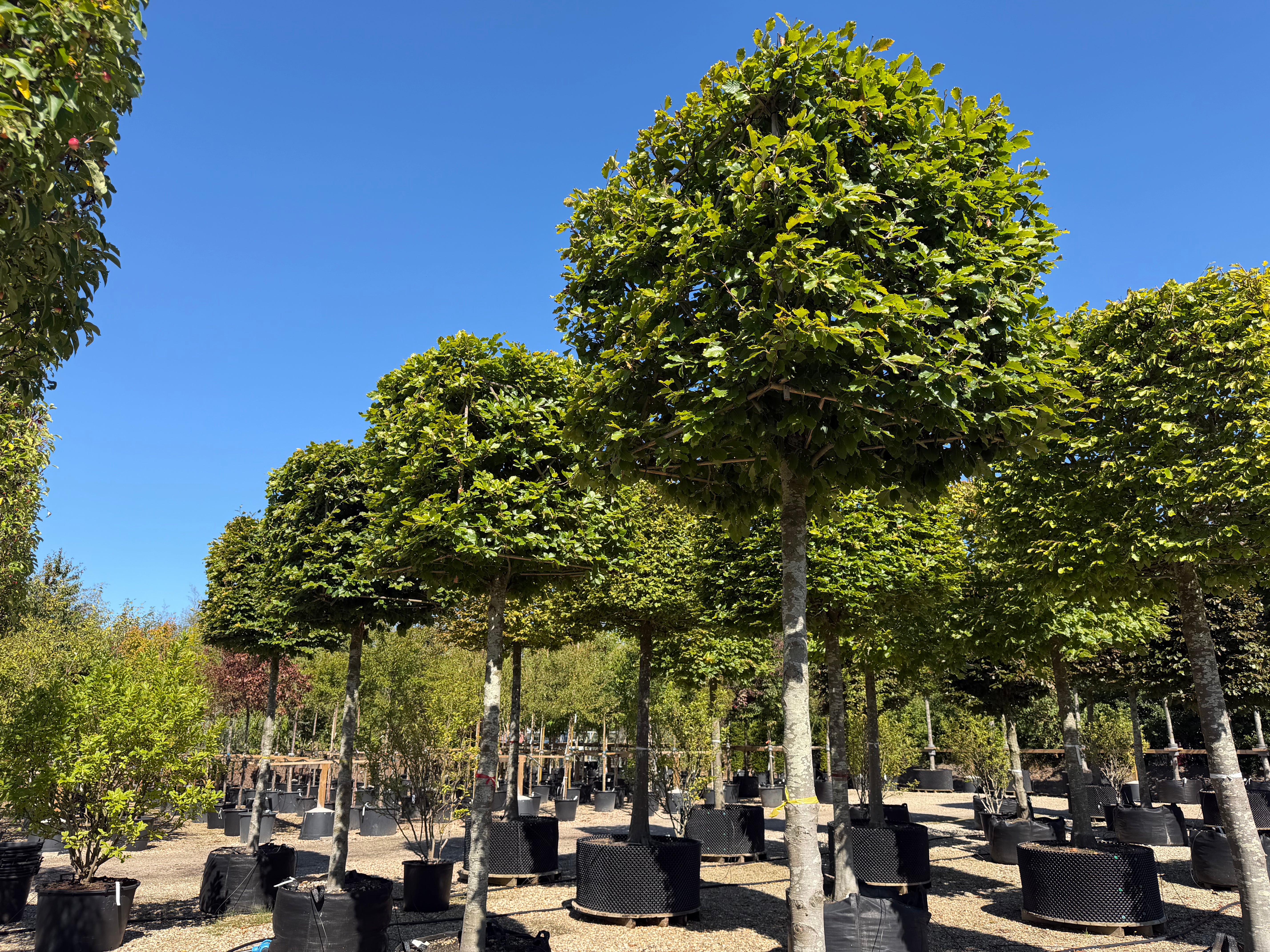 Kasseklippet Fagus sylvatica bøg med en høj, bar stamme og en geometrisk, firkantet formklippet krone med tæt grønt løv.