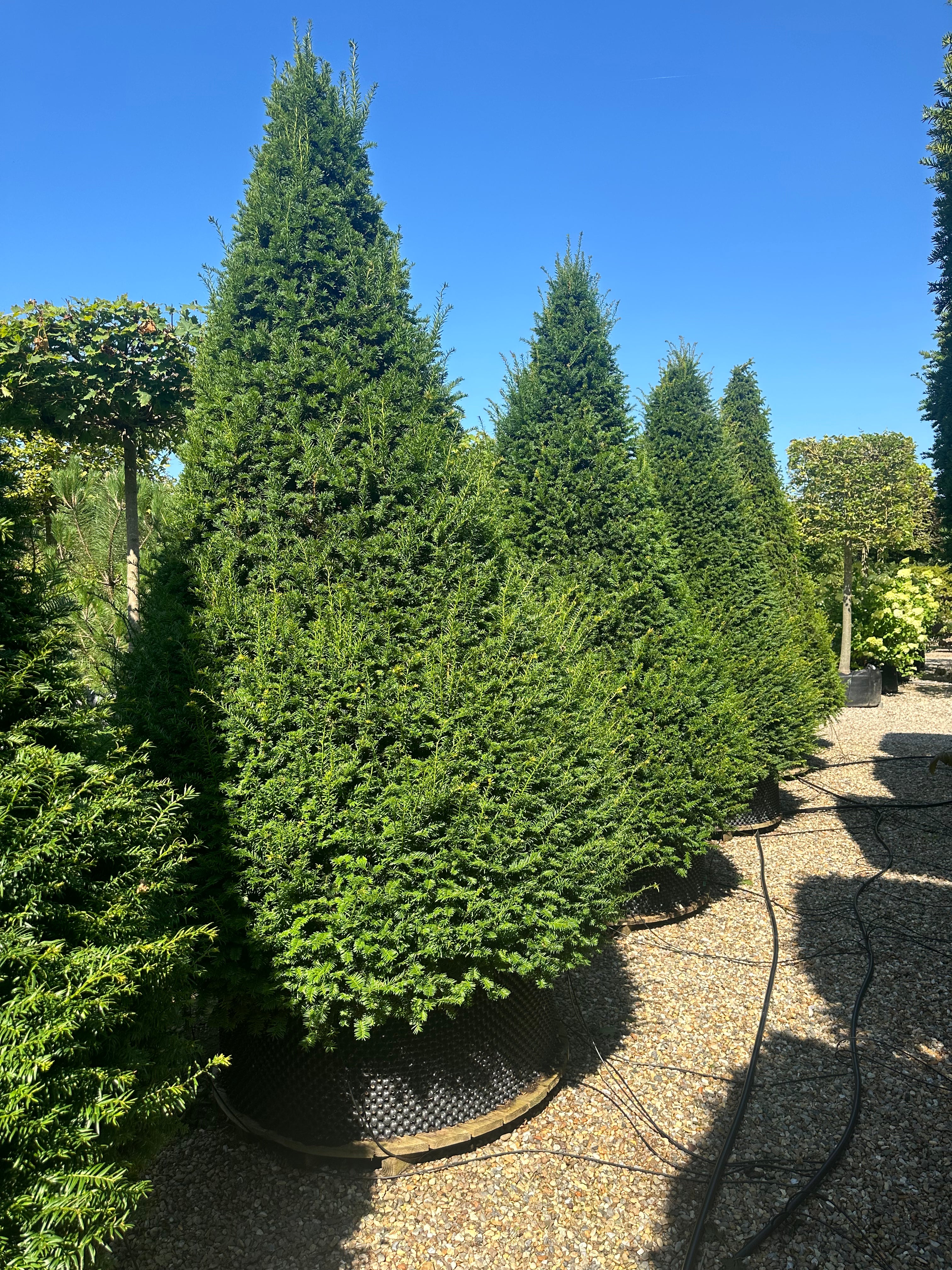 Taxus baccata, Taks, Total Højde 350-375 cm, Kegleform