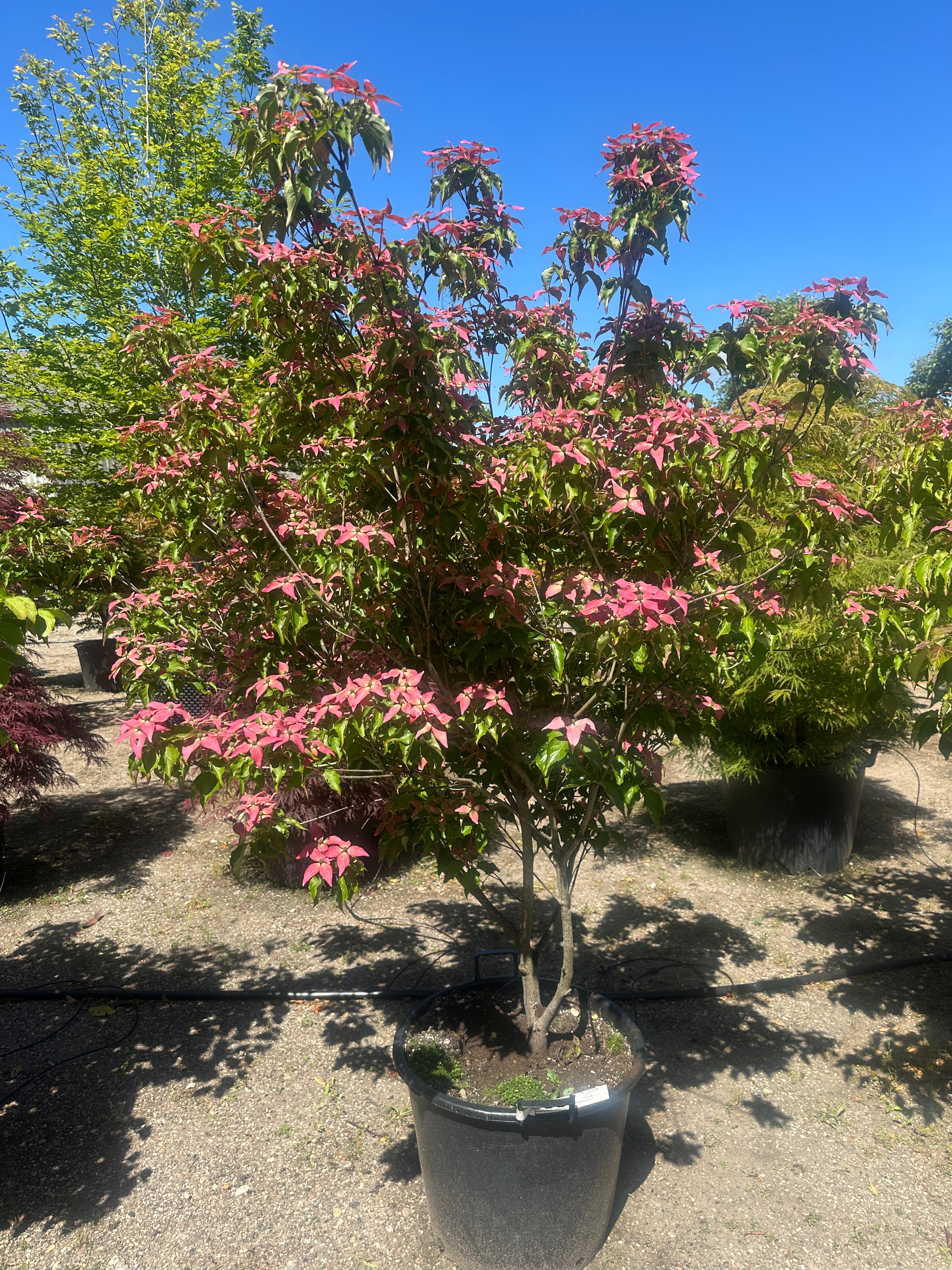 Frodig Cornus kousa Scarlet Fire koreakornel busk dækket af store, mørkerøde stjerneformede højblade.