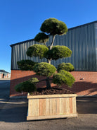 Flot bonsaiklippet Østrigsk fyr, med store kraftige puder 