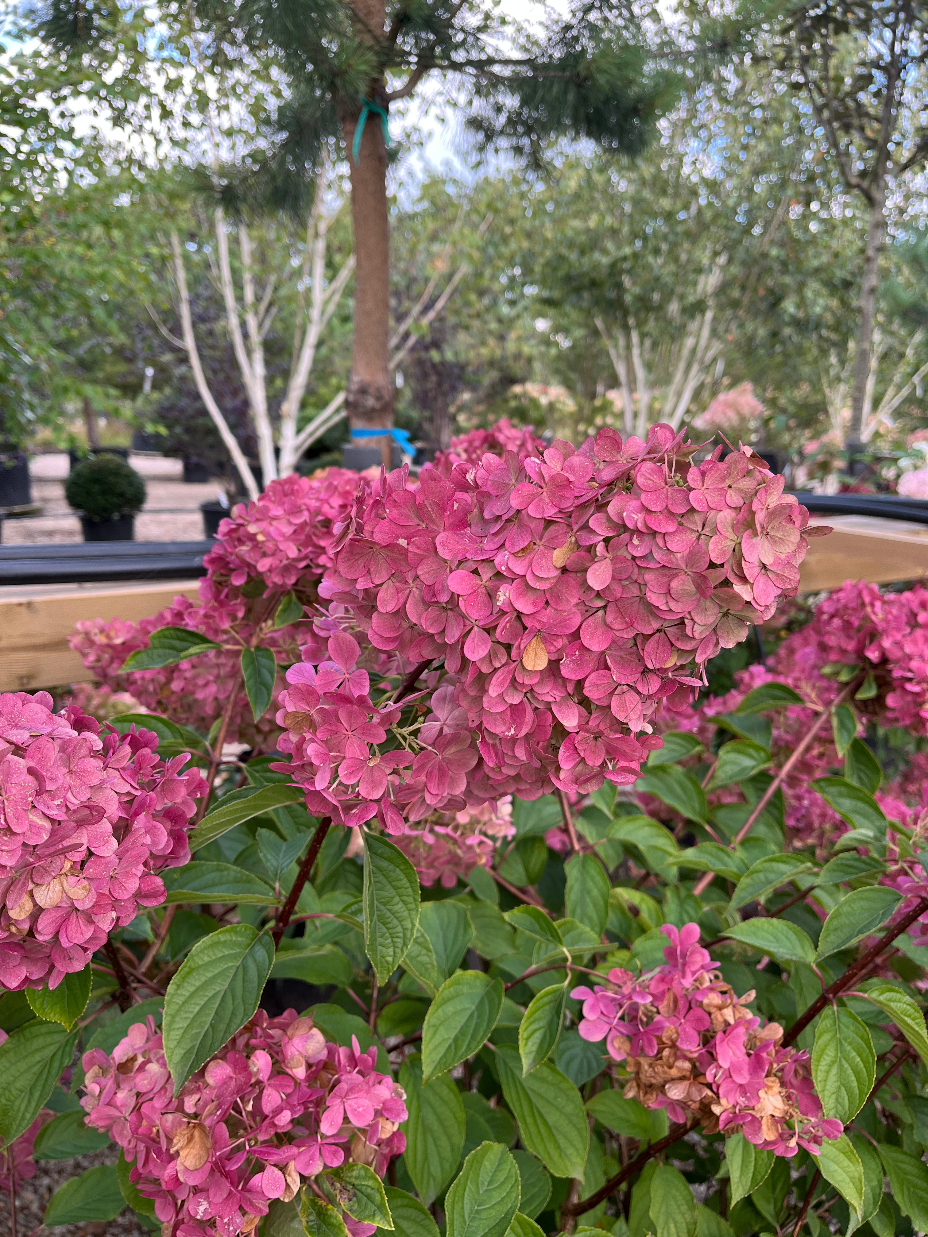 Kraftige busket syrenhortensia, hydrangea paniculata Vanilla Fraise, slut på sæsonen bliver blomsterstanden dyb lyserød