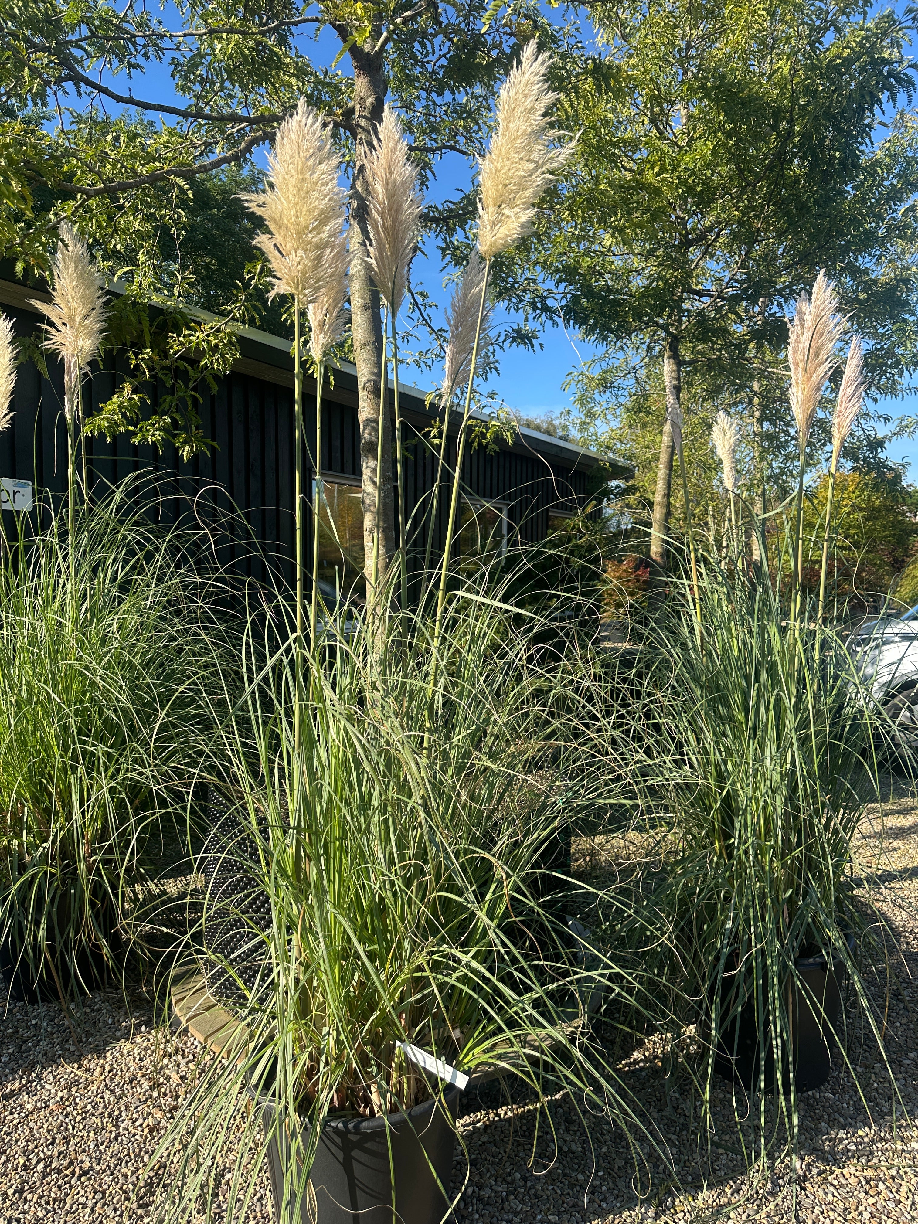 Flotte kraftige Pampasgræsser, hvor de karakteristiske flotte akse kommer. 