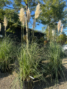 Flotte kraftige Pampasgræsser, hvor de karakteristiske flotte akse kommer. 