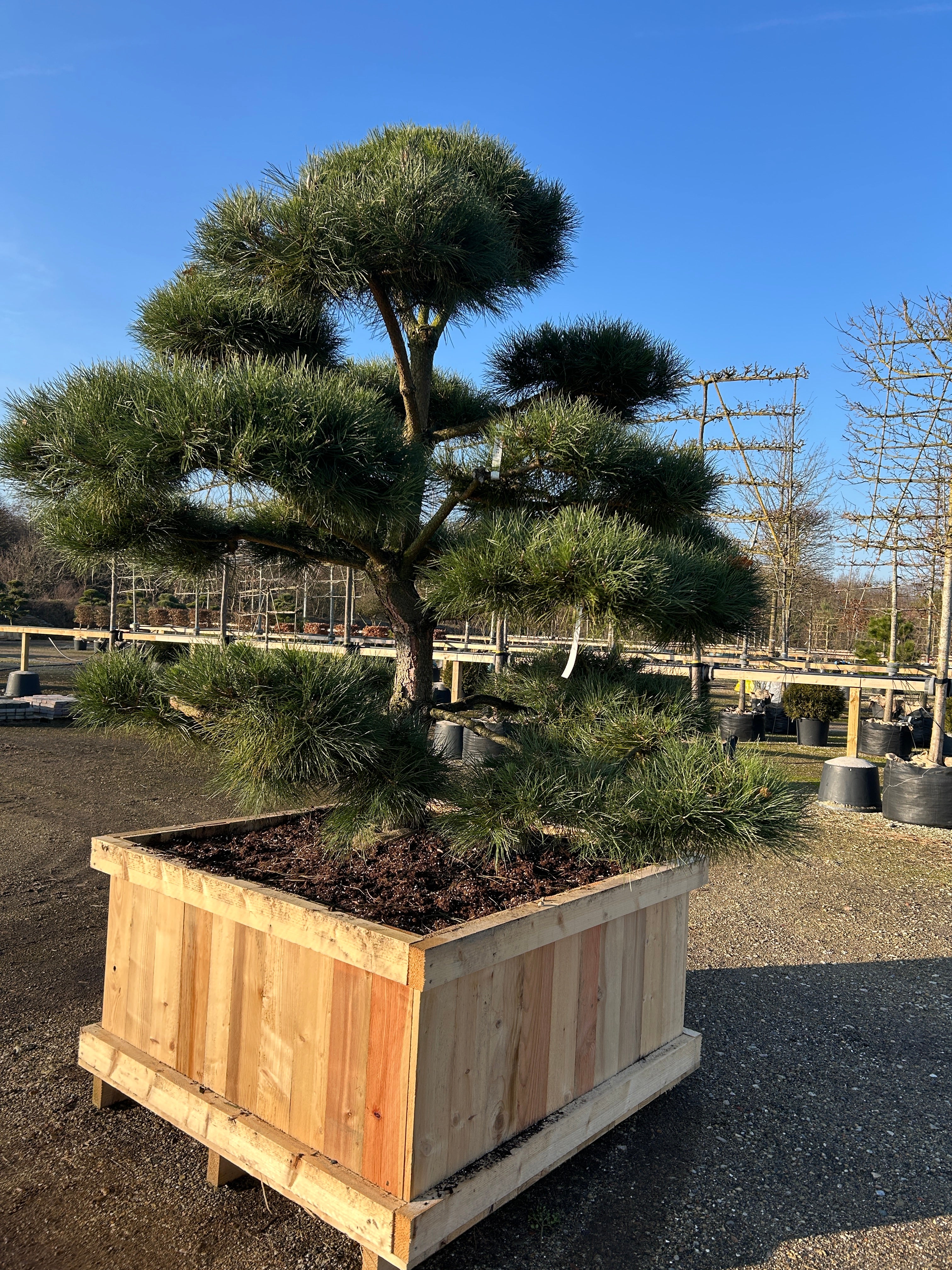 Skulpturel bonsai Østrigsk fyr, Pinus nigra nigra, med kraftig stamme og flotte fyldige puder