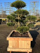 Bonsaiklippet bjergfyr med kraftigt stammer og dekorativ vækst